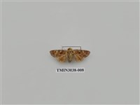 藏品(夜蛾701)的圖片